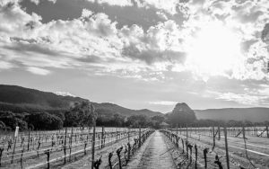 Fallen Giants Winery